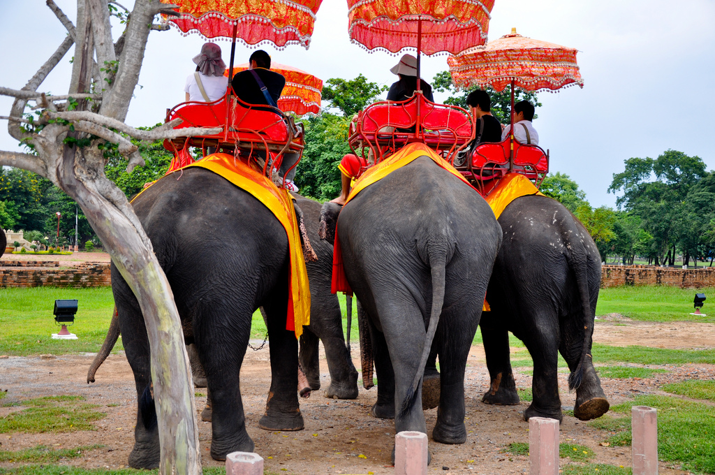 Elephant-Ride