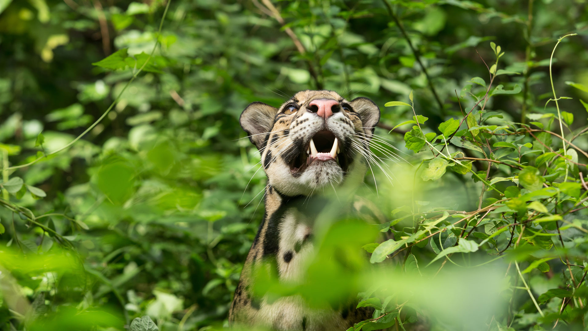 nws-st-borneo-clouded-leopard