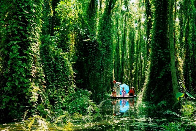 the-most-beautiful-mangrove-forests-in-vietnam-3