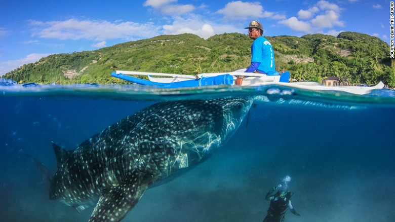 Visit Philippines And Swim With Whale Sharks