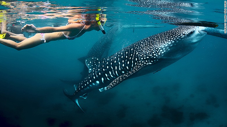 Visit Philippines And Swim With Whale Sharks