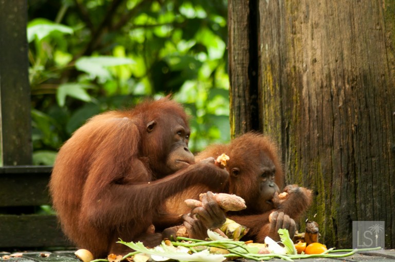 5 Places You Should Not Miss in Borneo