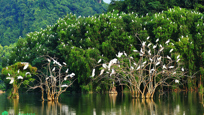 Go to Thung Nham, tourists can comtemplate the variety of birds.