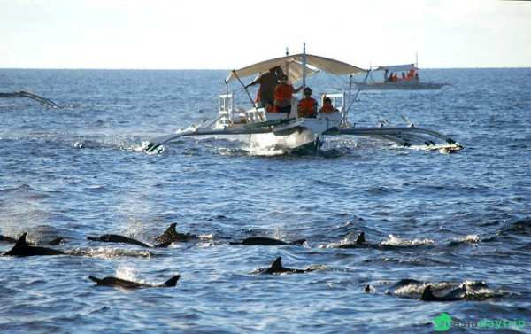 You can have chance to see dolphins playing in the sea