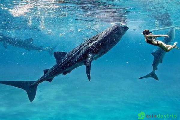 Swimming with Whale Shark, why not?