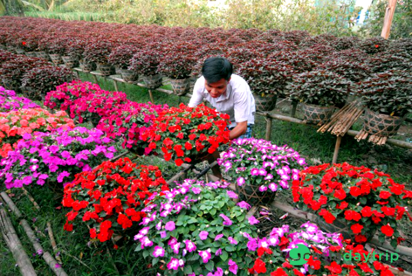 Cho Lach is colorful in Tet holiday