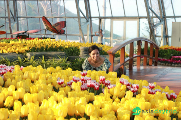 Tulip garden in Vinperl Nha Trang attracts many tourists