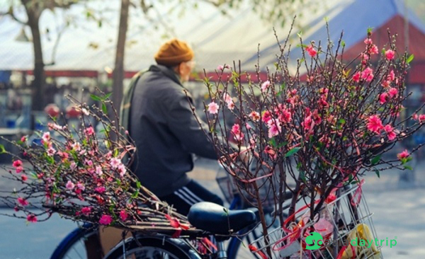 Peach blossom - The symbol of Tet in Hanoi