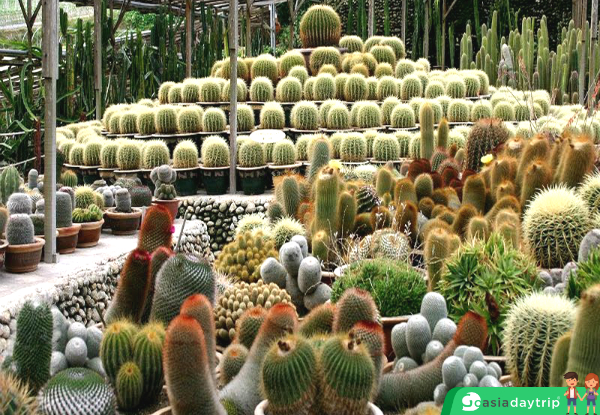 A lot of cactus species are planted here