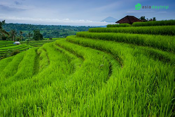 Terrace rice field here is really stunning