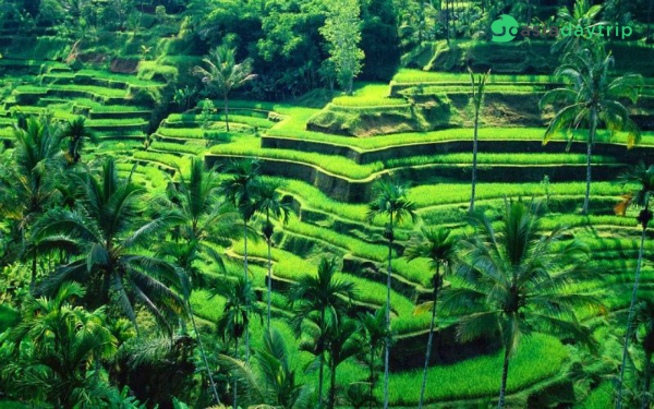 This is the popular places to visit in Bali for whom love nature and taking photos