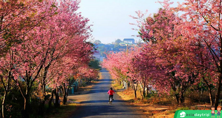 Prunus Cerasoides blooms in street
