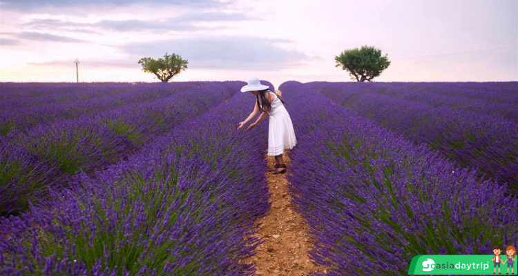 Lavender Dalat flower garden is covered by purple color