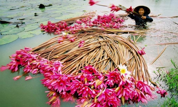 high-water season in Mekong River Delta