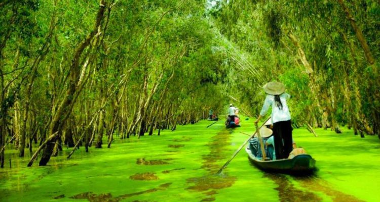 Tra Su Indigo Forest_where to go in Mekong Delta